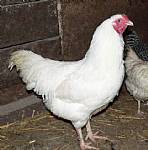 Chantecler Chickens
